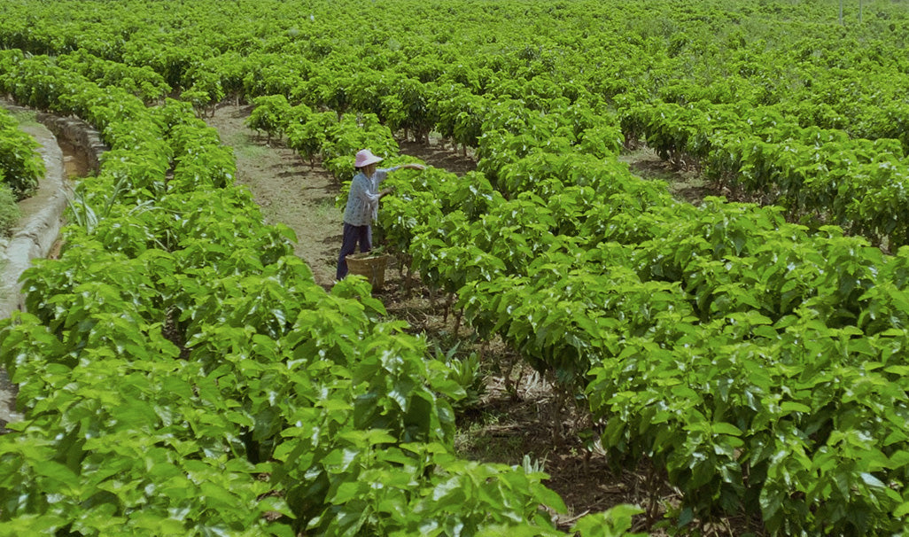 ROOTED IN RESPONSIBILITY